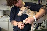 GRIFFES - WHIPPET 086